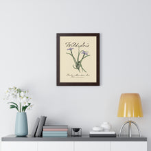 Load image into Gallery viewer, Rocky Mountain Iris - Framed Vertical Poster
